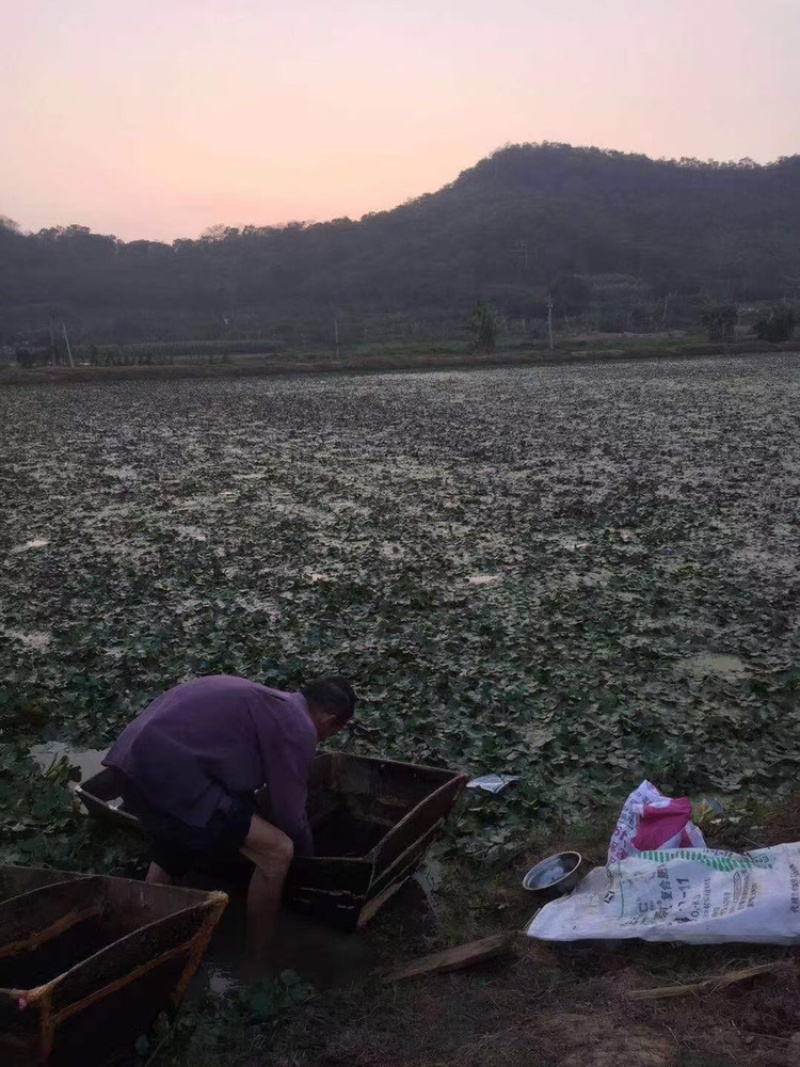 菱角米，溪水种植，口感好，绿色健康，欢迎合作，放心负责