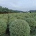 花叶女贞各种规格基地大量现货供应，欢迎各位客户咨询