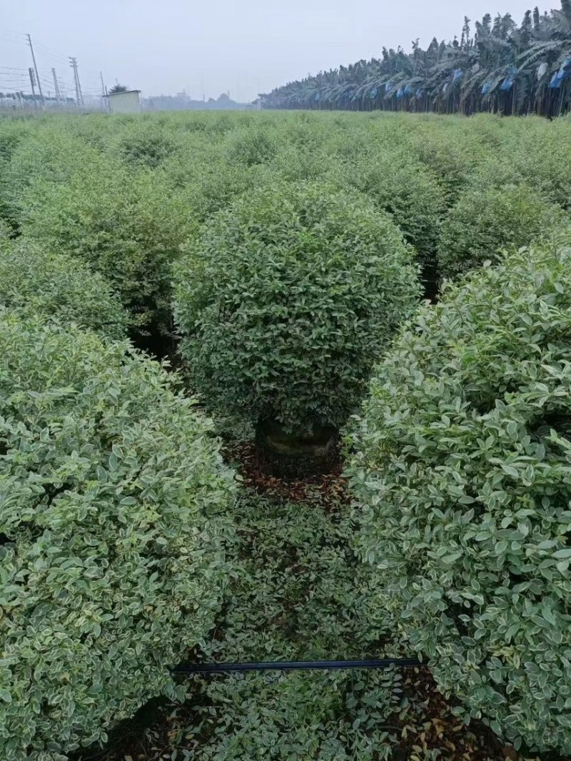 花叶女贞各种规格基地大量现货供应，欢迎各位客户咨询