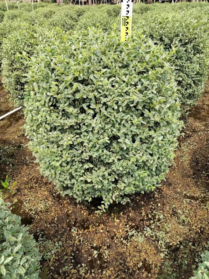 花叶女贞各种规格基地大量现货供应，欢迎各位客户咨询