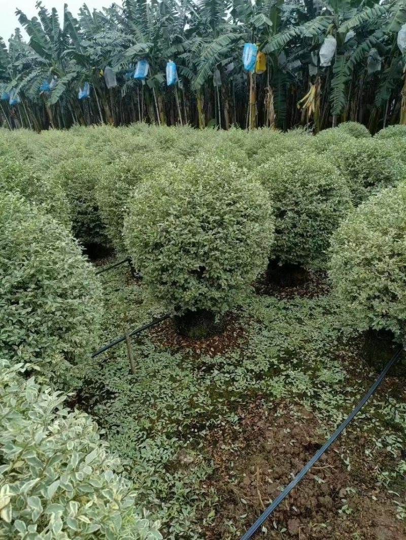 花叶女贞各种规格基地大量现货供应，欢迎各位客户咨询