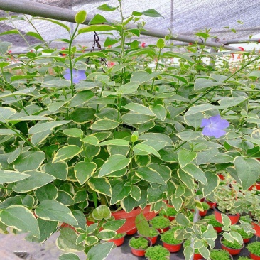花叶蔓长春花吊兰盆栽垂吊耐寒吸收甲醛净化空气四季常青花卉