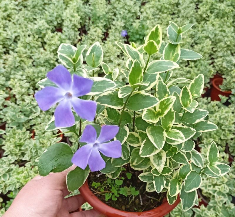 花叶蔓长春花吊兰盆栽垂吊耐寒吸收甲醛净化空气四季常青花卉