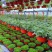 花叶蔓长春花吊兰盆栽垂吊耐寒吸收甲醛净化空气四季常青花卉