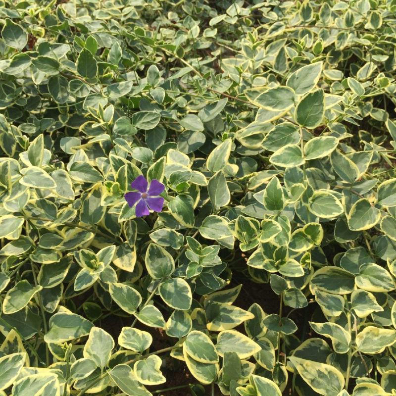 花叶蔓长春花吊兰盆栽垂吊耐寒吸收甲醛净化空气四季常青花卉