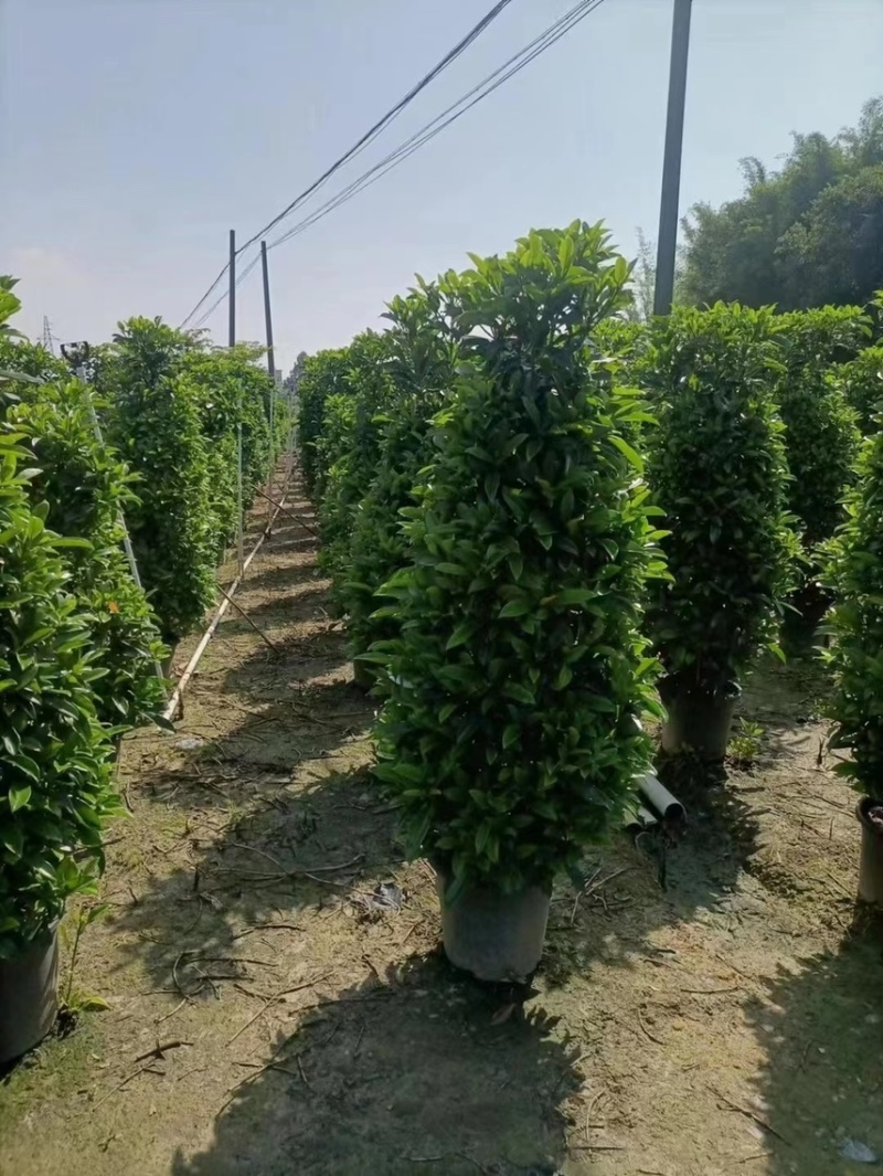 非洲茉莉灰莉球基地大量现货供应，欢迎各位客户咨询