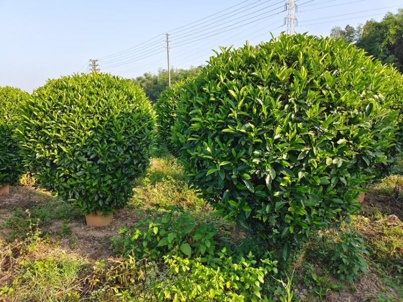 非洲茉莉灰莉球基地大量现货供应，欢迎各位客户咨询