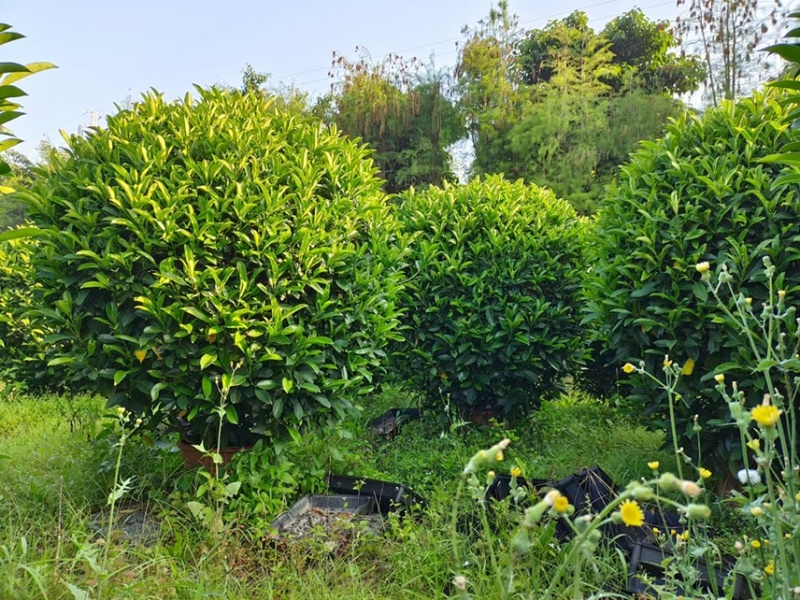 非洲茉莉灰莉球基地大量现货供应，欢迎各位客户咨询