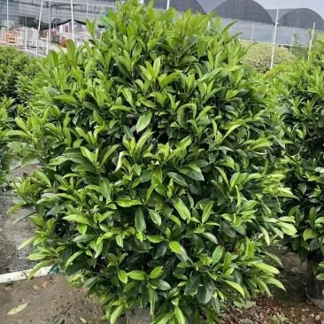 非洲茉莉灰莉球基地现货供应，欢迎各位客户咨询