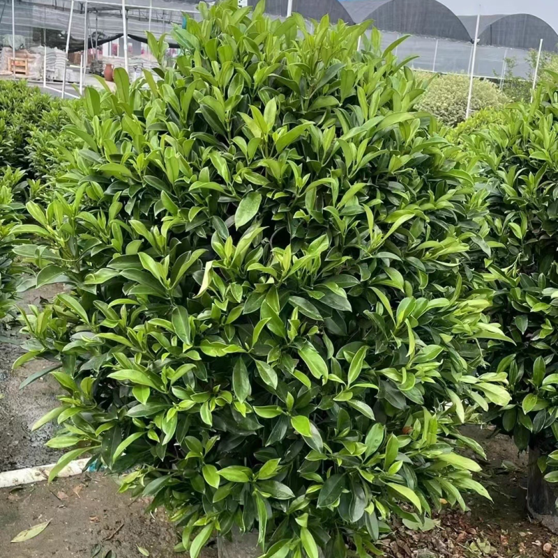 非洲茉莉灰莉球基地现货供应，欢迎各位客户咨询