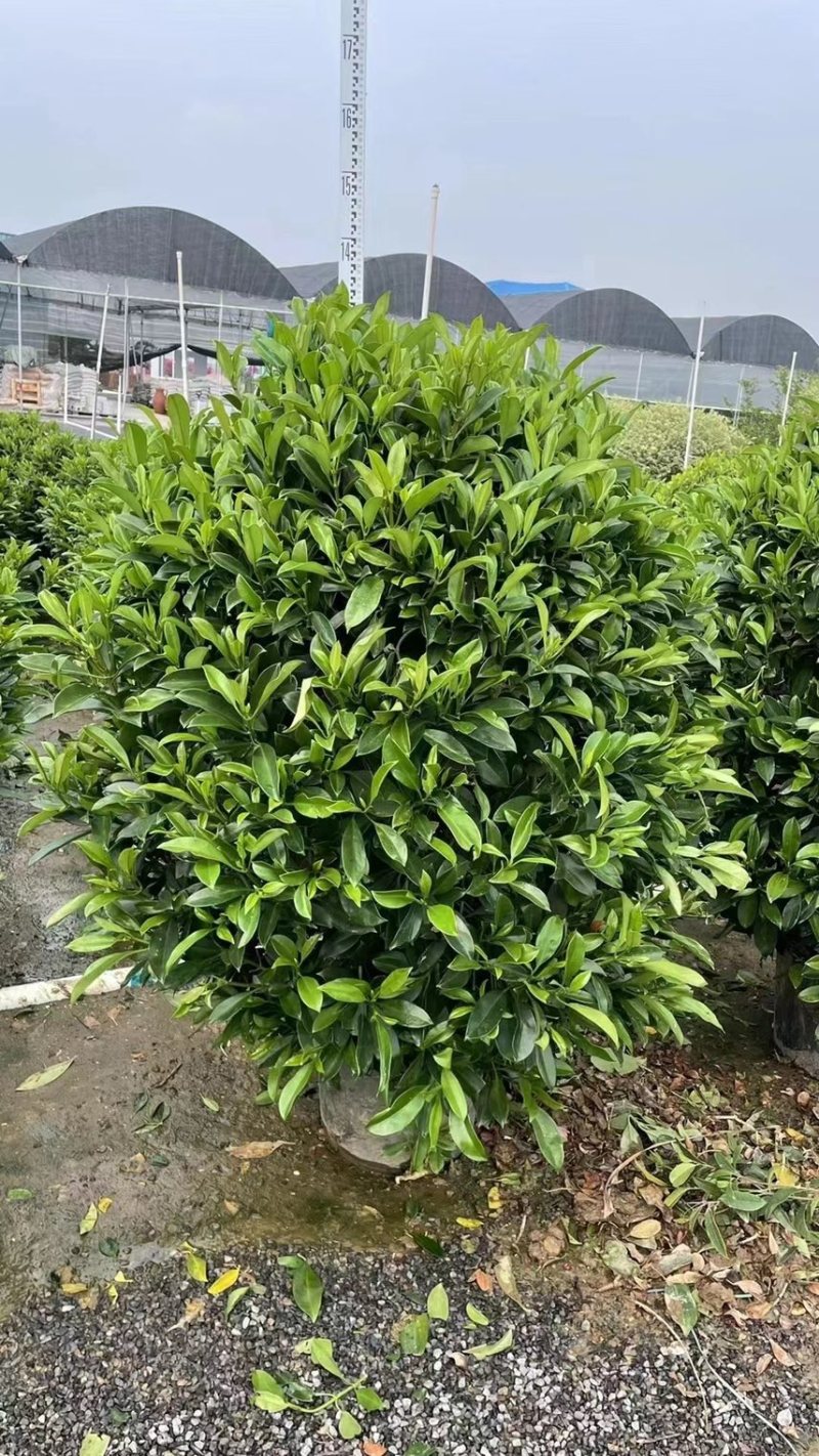 非洲茉莉灰莉球基地现货供应，欢迎各位客户咨询