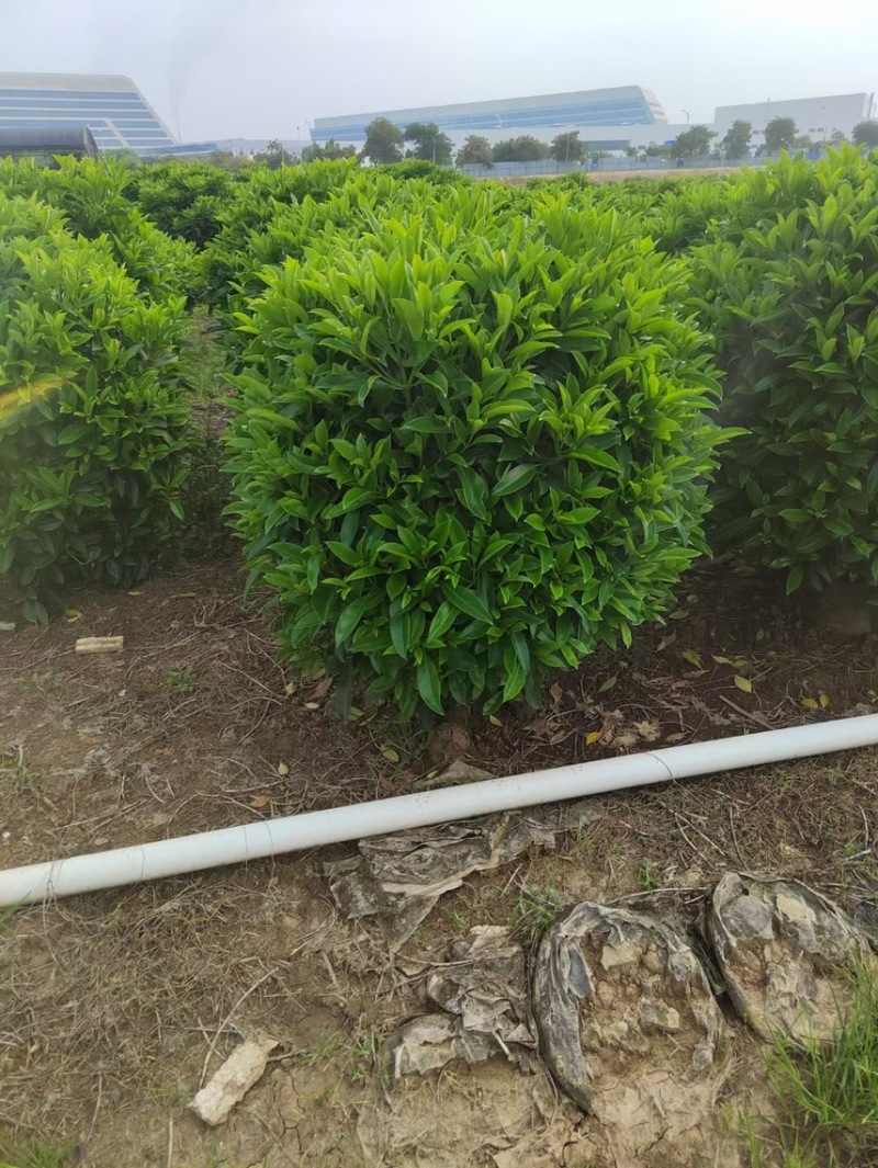 非洲茉莉灰莉球基地现货供应，欢迎各位客户咨询