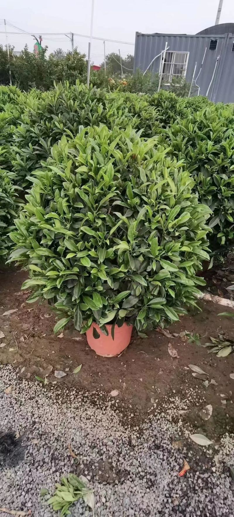 非洲茉莉灰莉球基地现货供应，欢迎各位客户咨询