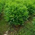非洲茉莉灰莉球基地现货供应，欢迎各位客户咨询