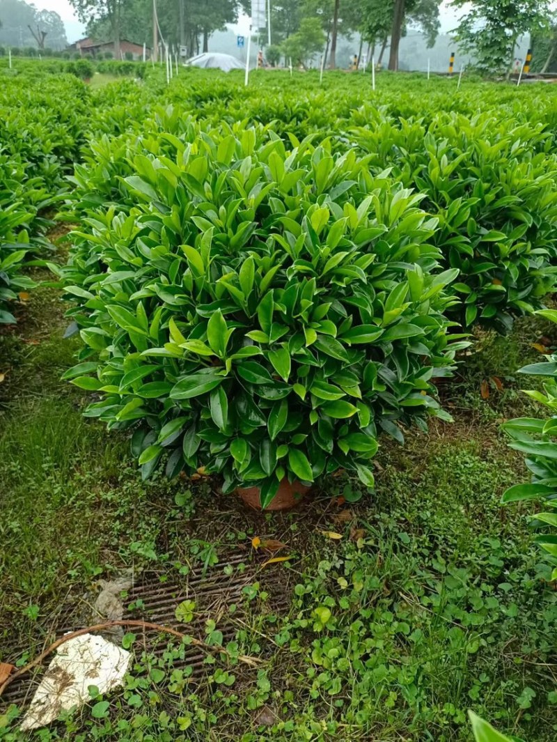非洲茉莉灰莉球基地现货供应，欢迎各位客户咨询