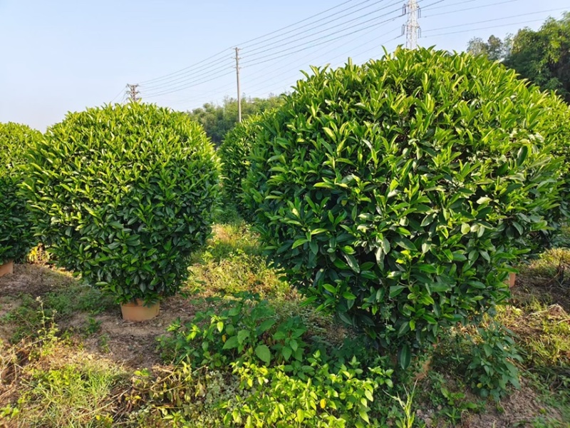 非洲茉莉灰莉球基地现货供应，欢迎各位客户咨询