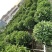 非洲茉莉灰莉球基地现货供应，欢迎各位客户咨询