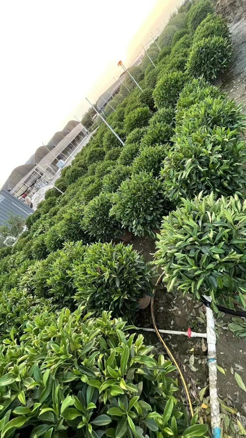 非洲茉莉灰莉球基地现货供应，欢迎各位客户咨询