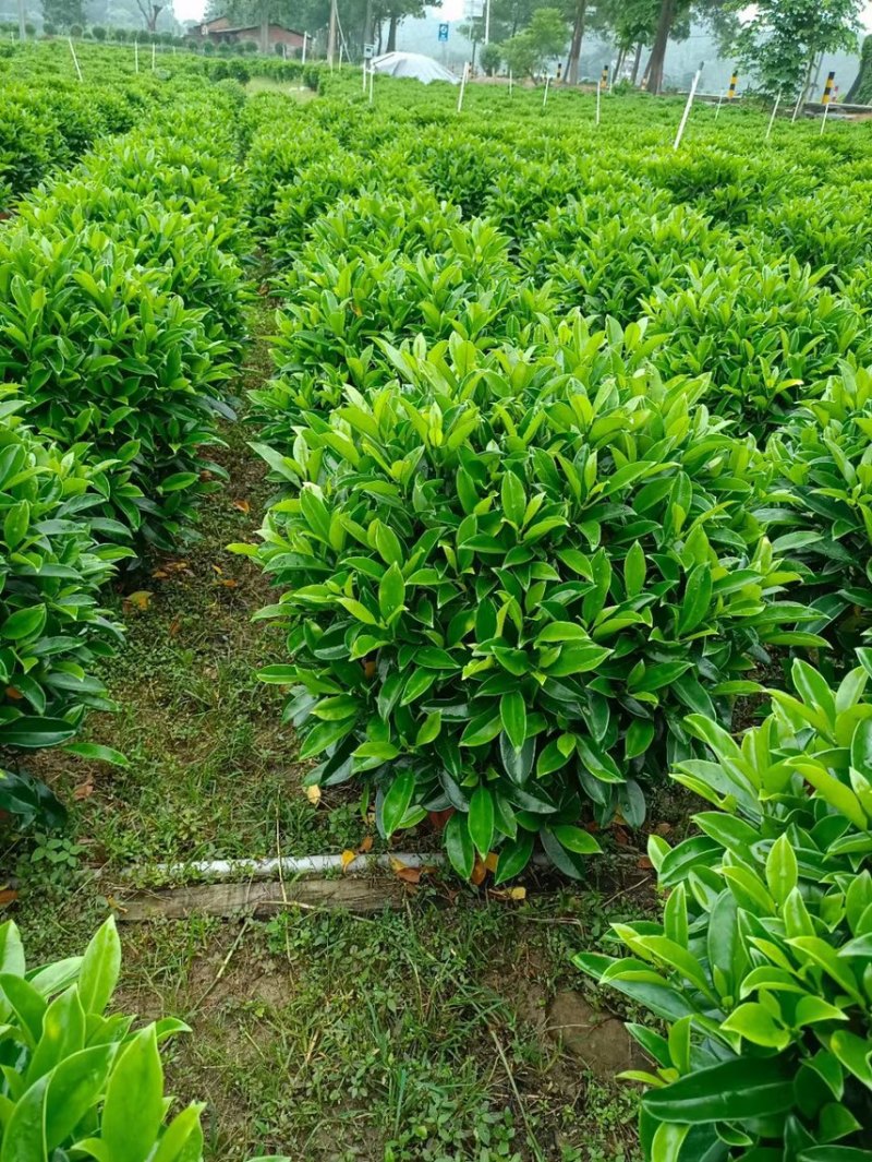 非洲茉莉灰莉球基地现货供应，欢迎各位客户咨询