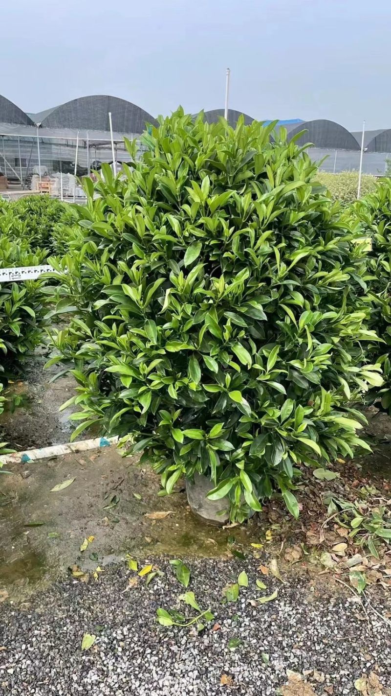 非洲茉莉灰莉球基地现货供应，欢迎各位客户咨询