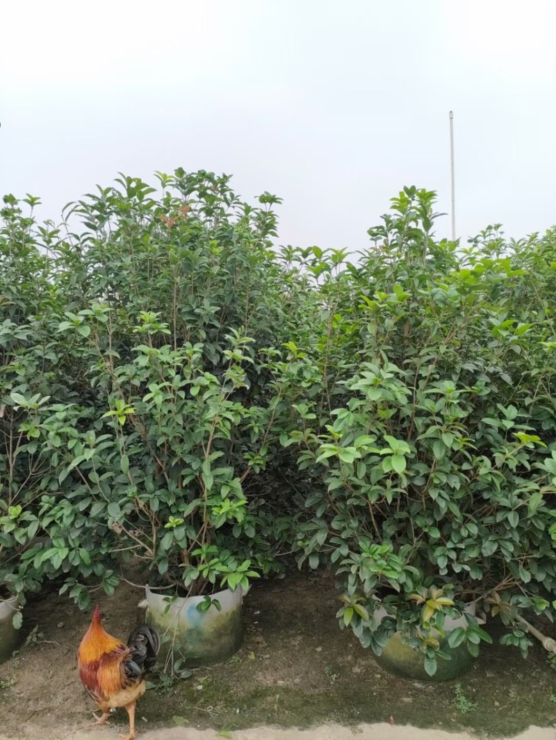 桂花四季桂金桂基地现货供应，欢迎各位客户咨询