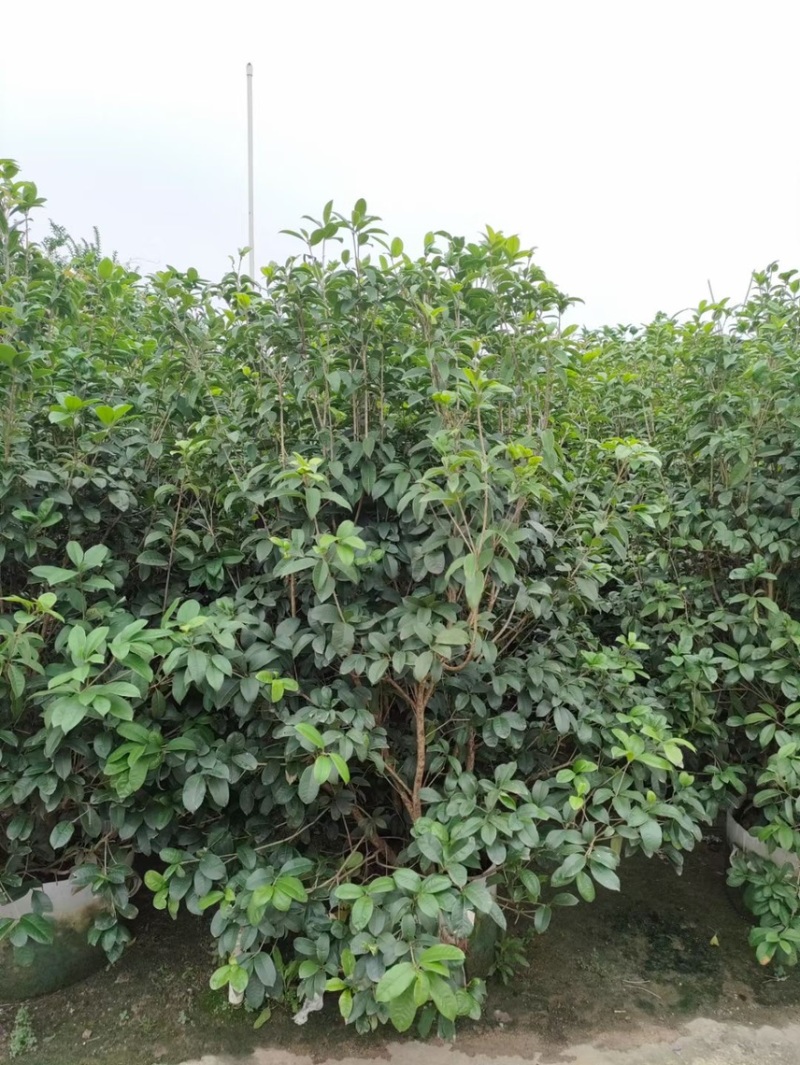 桂花四季桂金桂基地现货供应，欢迎各位客户咨询