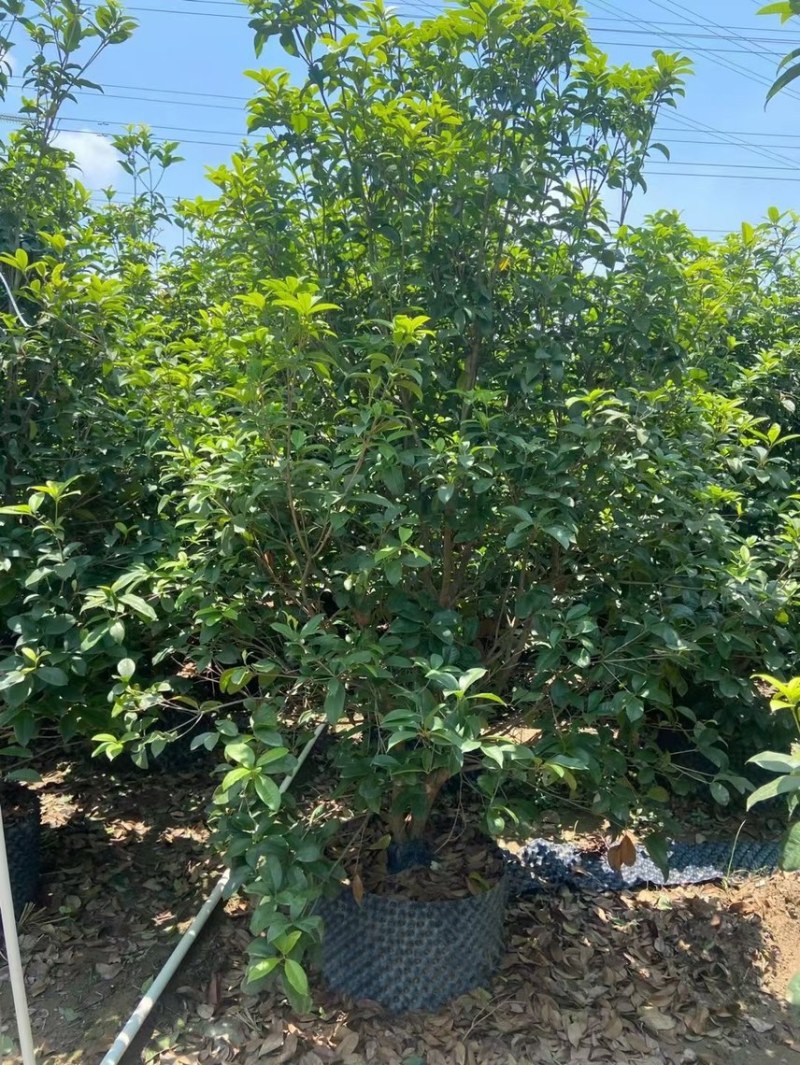 桂花四季桂金桂基地现货供应，欢迎各位客户咨询