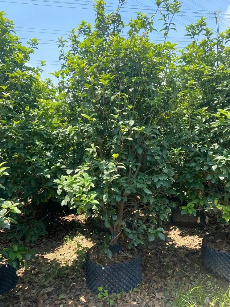 桂花四季桂金桂基地现货供应，欢迎各位客户咨询