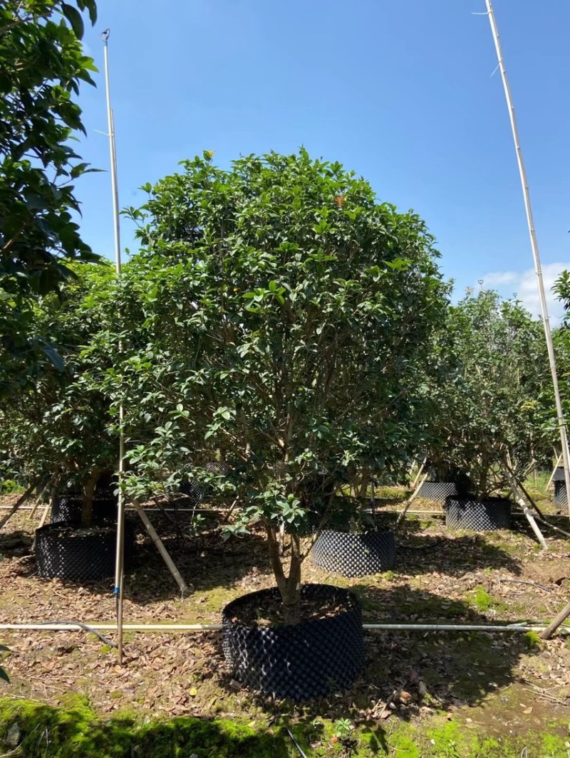 桂花四季桂金桂基地现货供应，欢迎各位客户咨询
