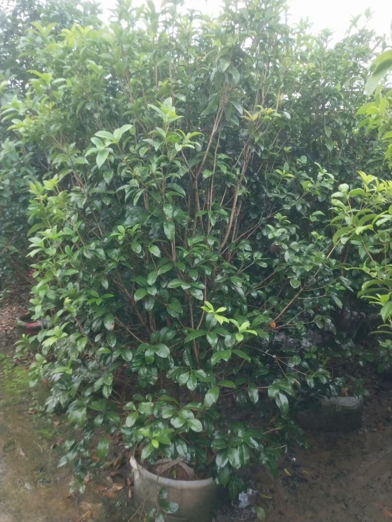 桂花四季桂金桂基地现货供应，欢迎各位客户咨询