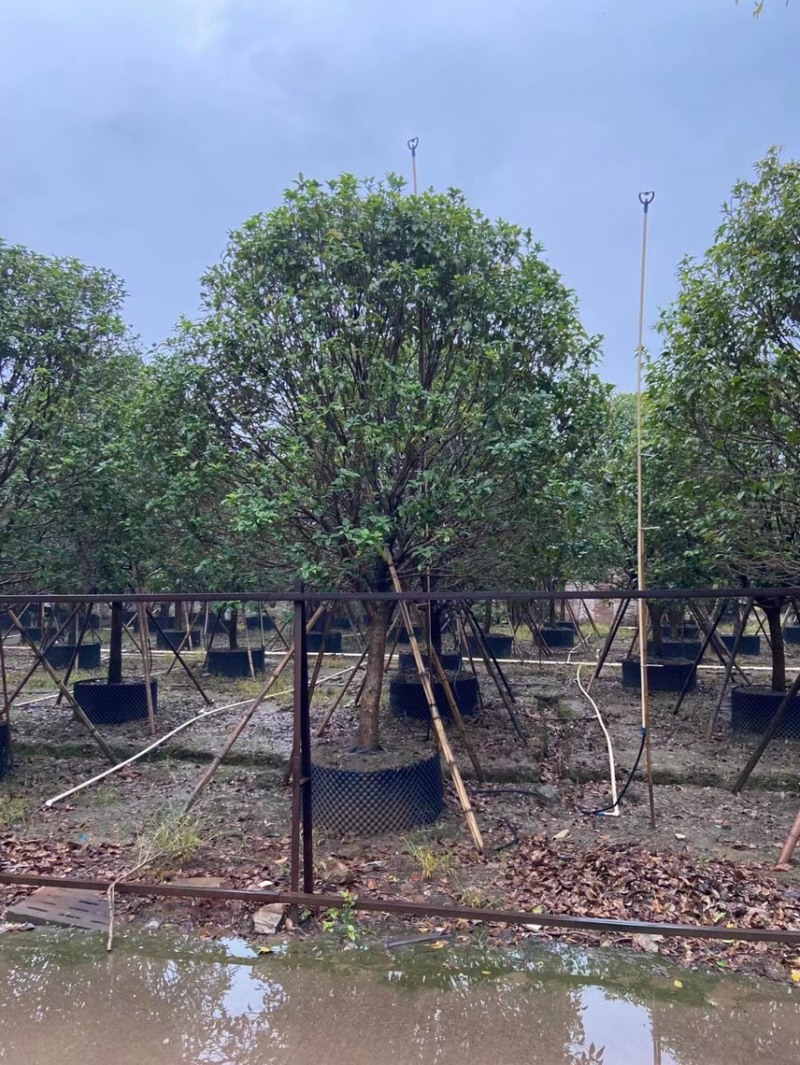 桂花四季桂金桂基地现货供应，欢迎各位客户咨询