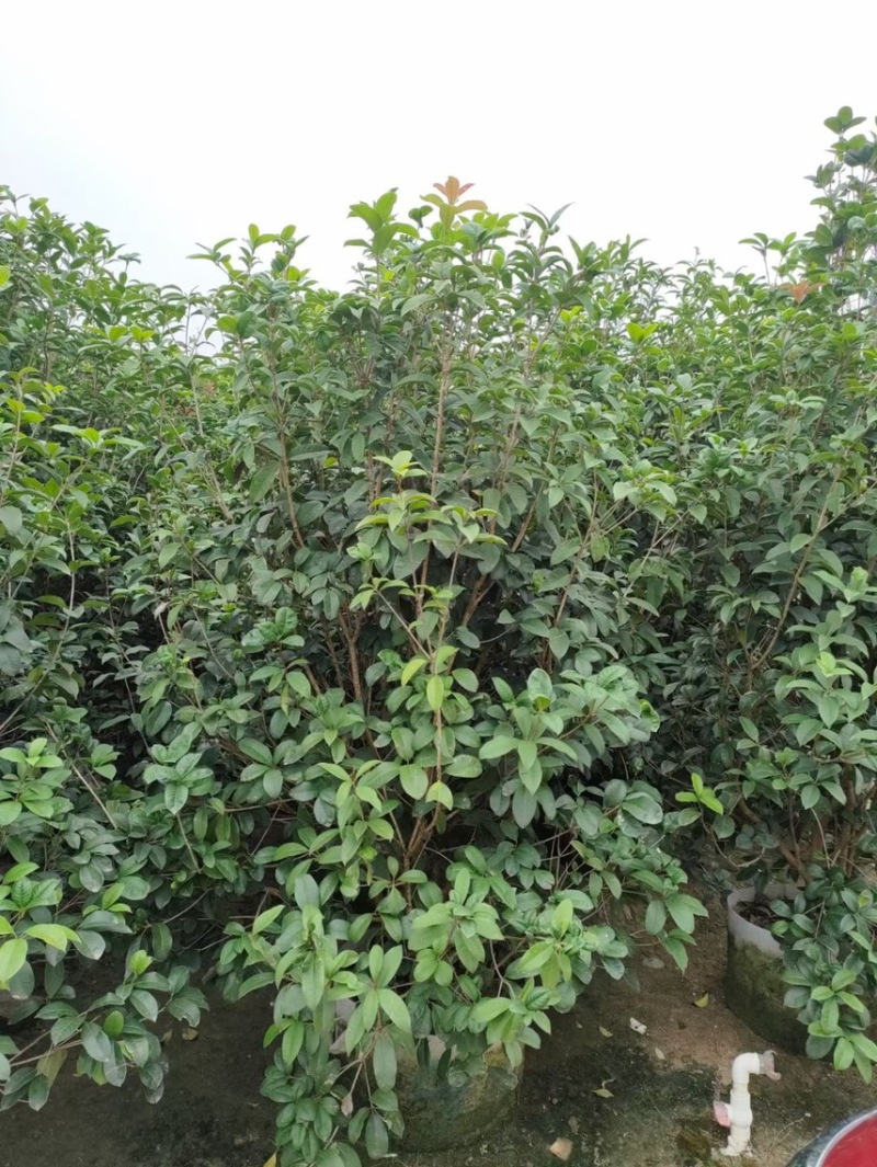 桂花四季桂金桂基地现货供应，欢迎各位客户咨询