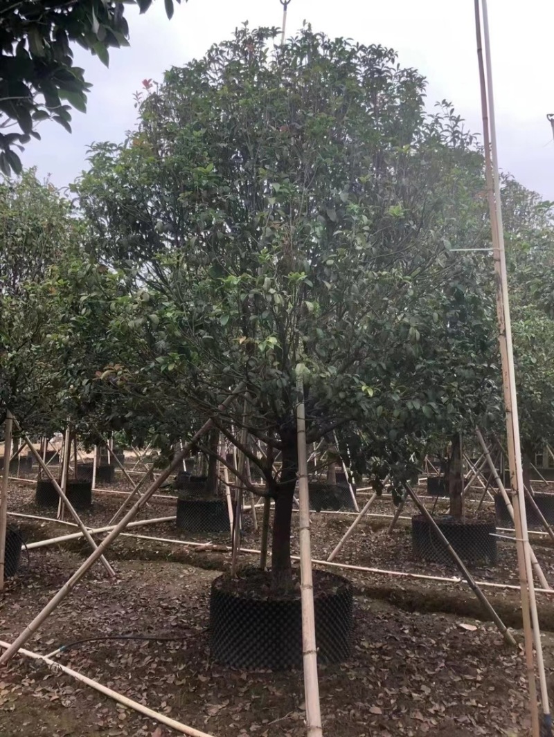 桂花四季桂金桂基地现货供应，欢迎各位客户咨询