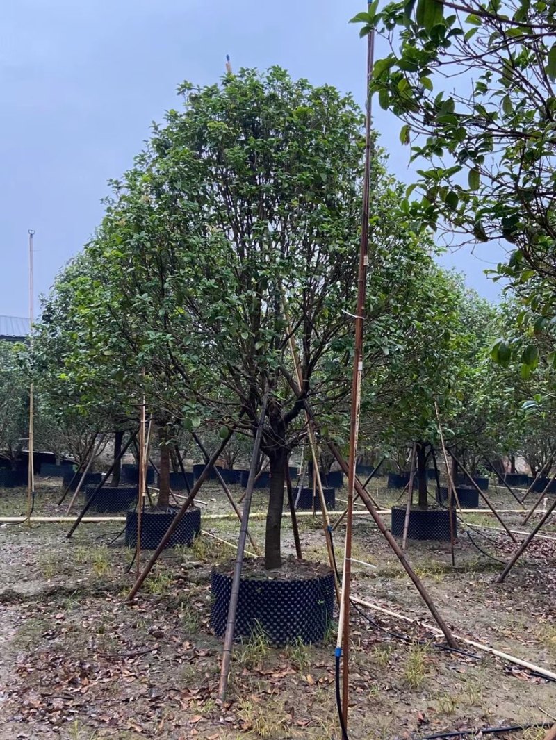 桂花四季桂金桂基地现货供应，欢迎各位客户咨询