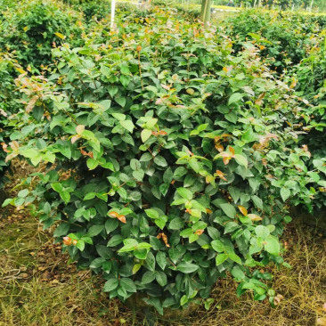 红果仔各种规格基地现货供应，欢迎各位客户咨询