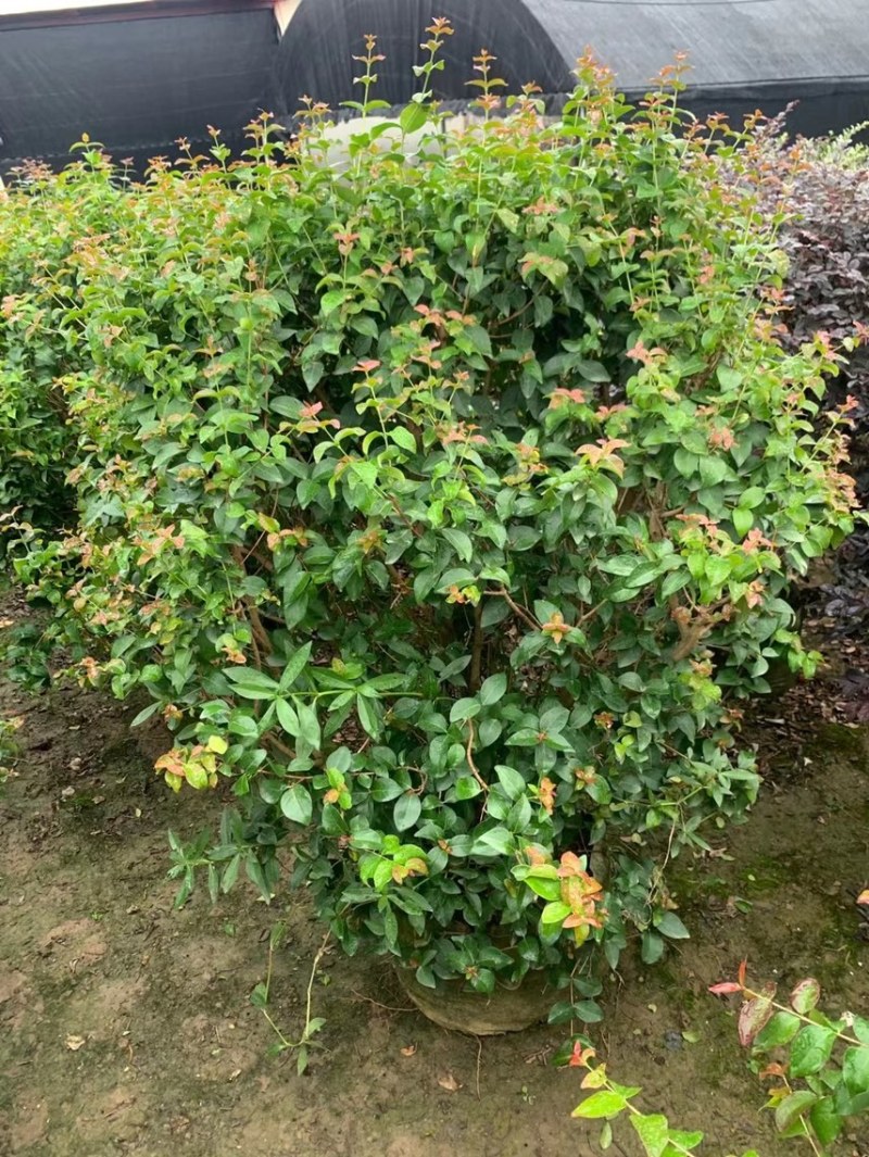 红果仔各种规格基地现货供应，欢迎各位客户咨询