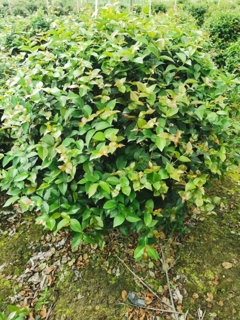红果仔各种规格基地现货供应，欢迎各位客户咨询
