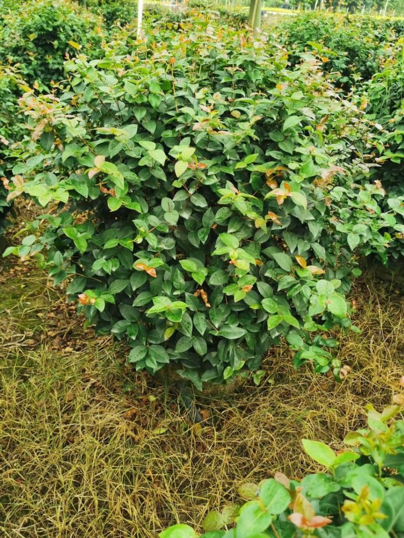 红果仔各种规格基地现货供应，欢迎各位客户咨询