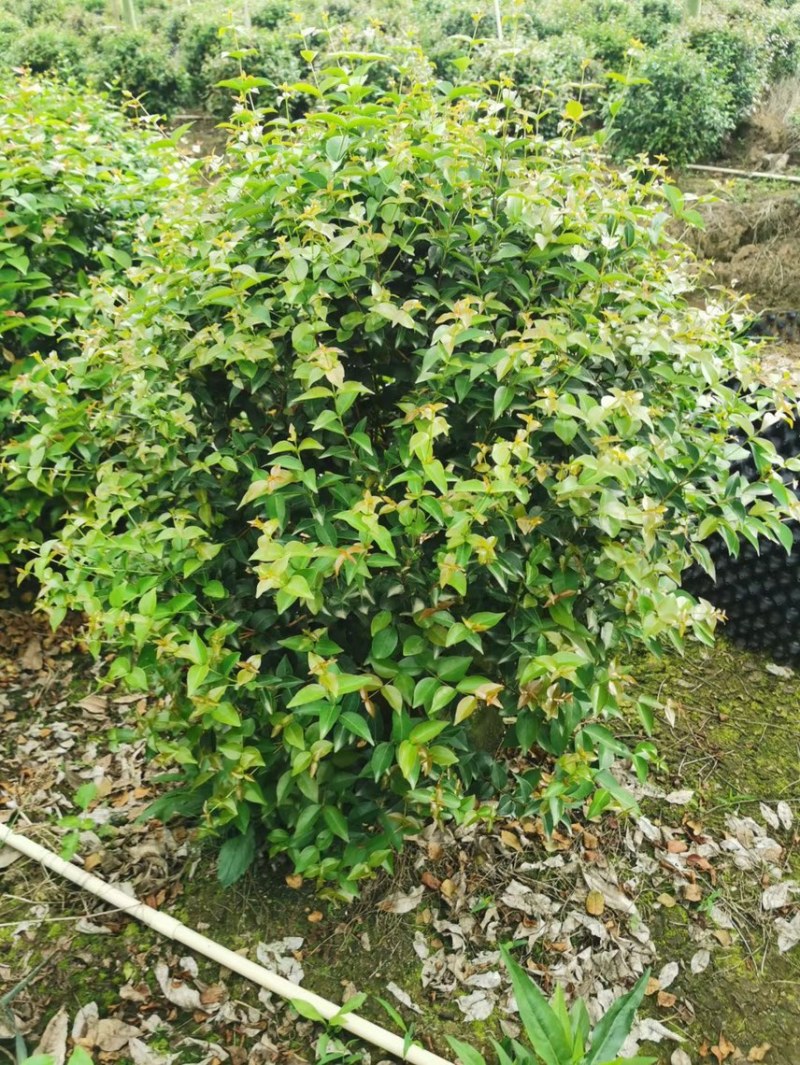 红果仔各种规格基地现货供应，欢迎各位客户咨询