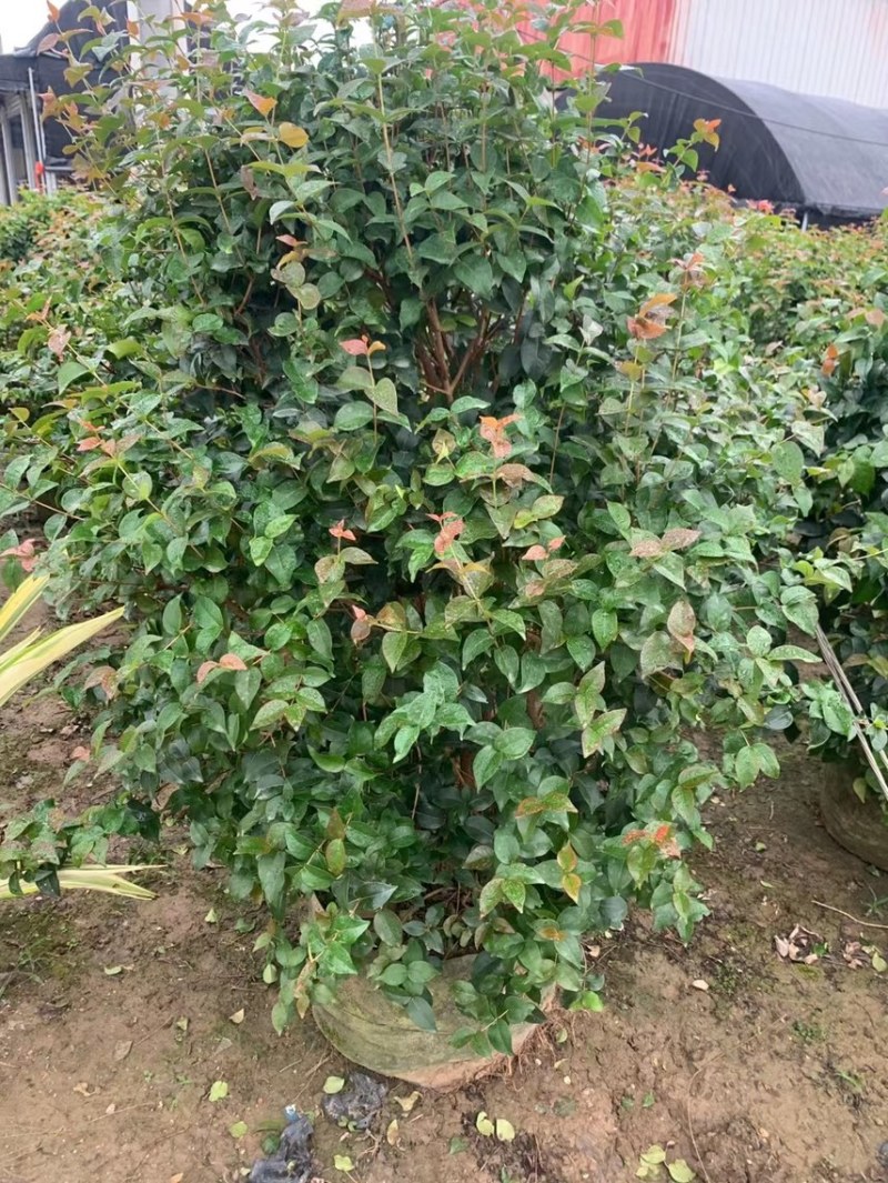 红果仔各种规格基地现货供应，欢迎各位客户咨询