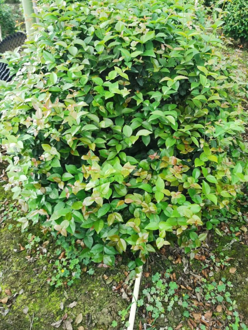 红果仔各种规格基地现货供应，欢迎各位客户咨询