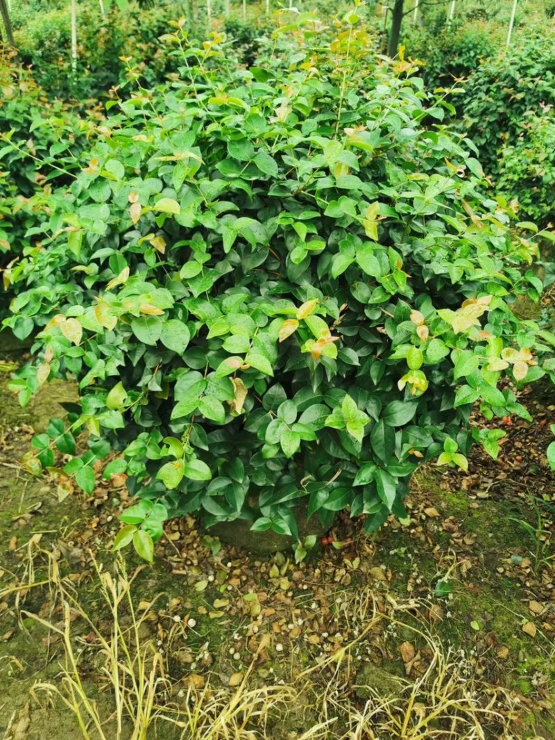 红果仔各种规格基地现货供应，欢迎各位客户咨询