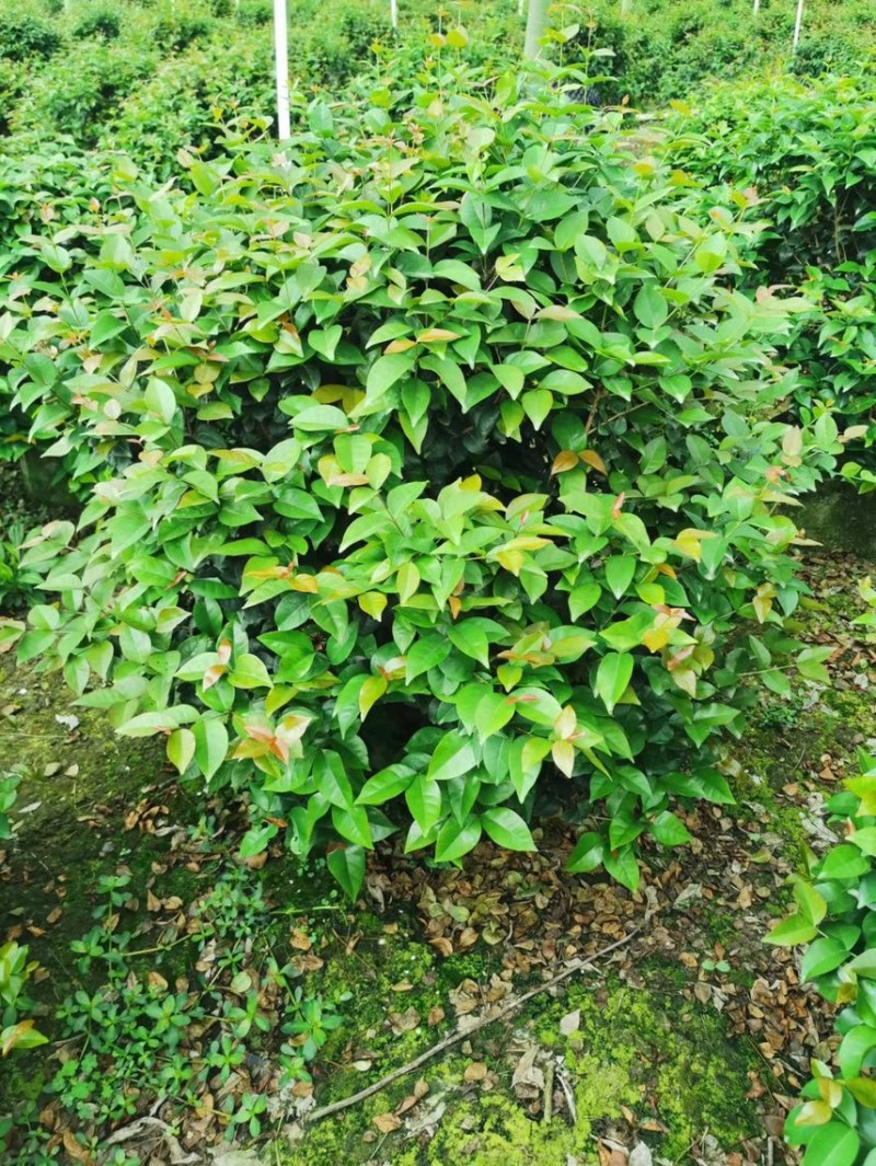 红果仔各种规格基地现货供应，欢迎各位客户咨询