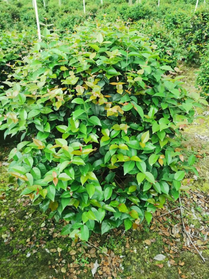 红果仔各种规格基地现货供应，欢迎各位客户咨询
