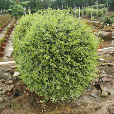 花叶女贞各种规格基地大量现货供应，欢迎各位客户咨询