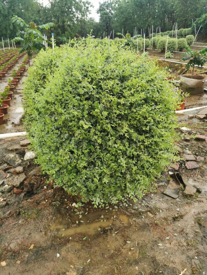 花叶女贞各种规格基地大量现货供应，欢迎各位客户咨询