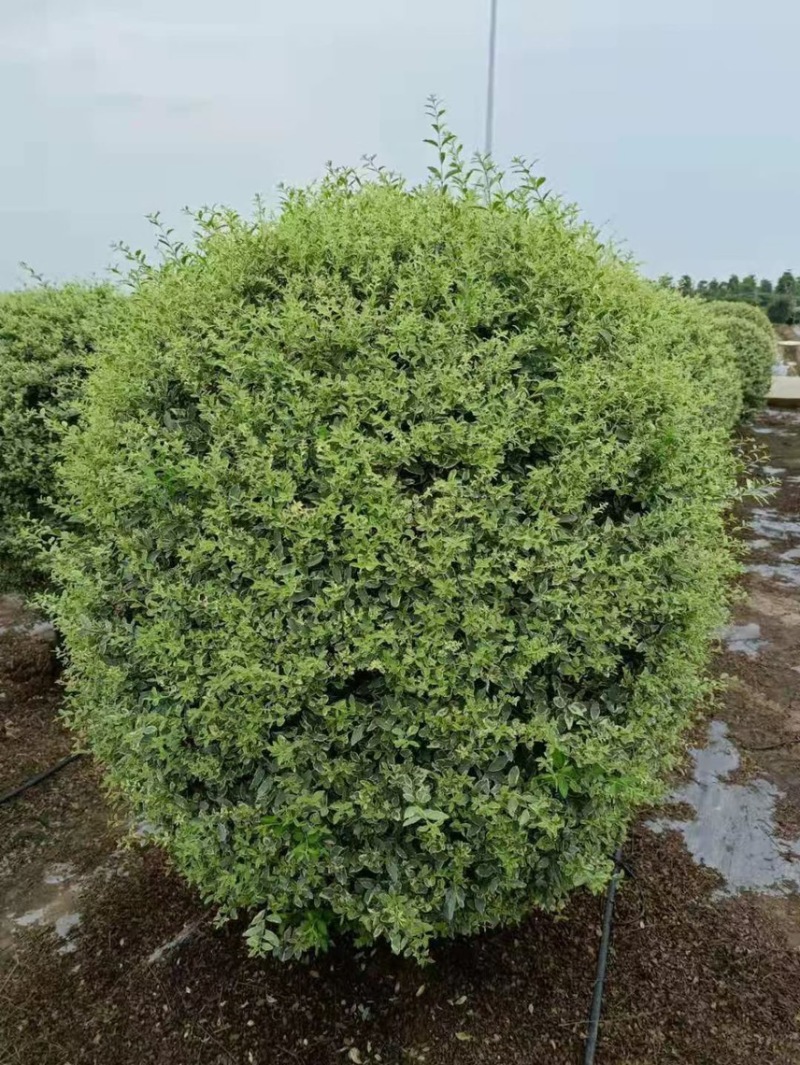 花叶女贞各种规格基地大量现货供应，欢迎各位客户咨询