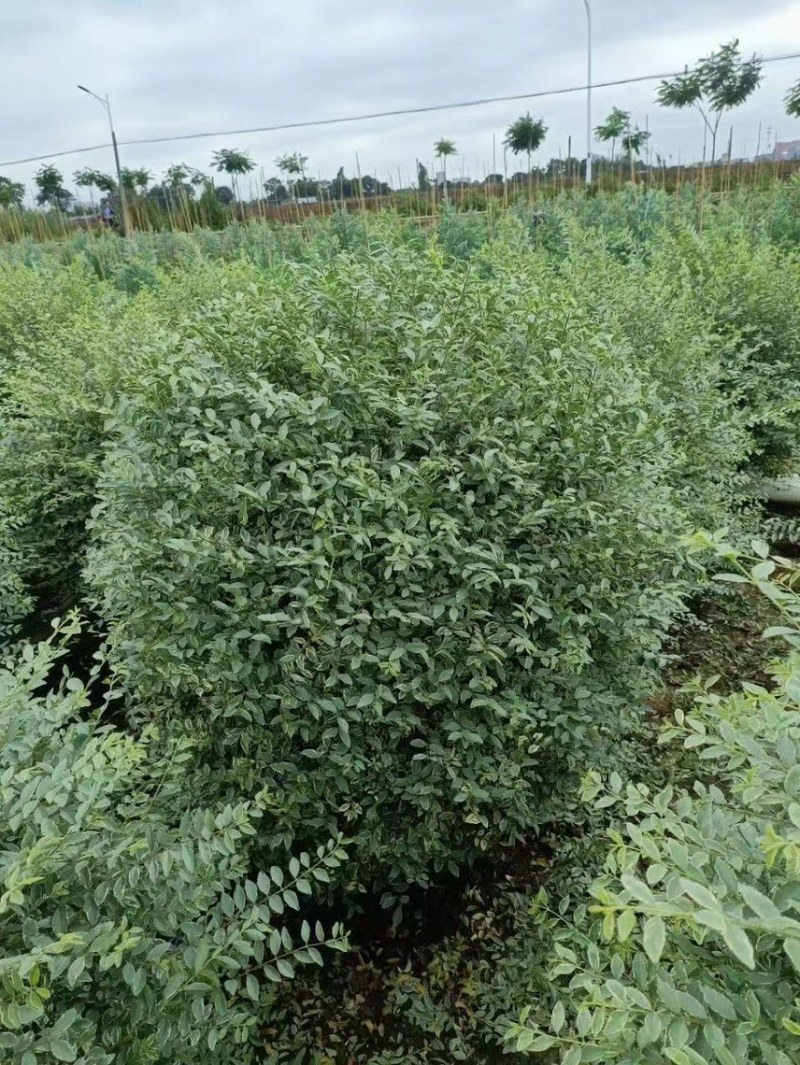 花叶女贞各种规格基地大量现货供应，欢迎各位客户咨询