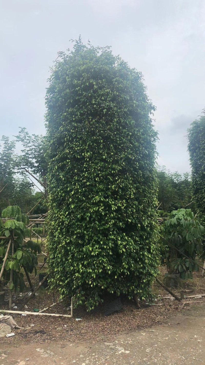 垂叶榕垂榕各种规格基地现货供应，欢迎各位客户咨询
