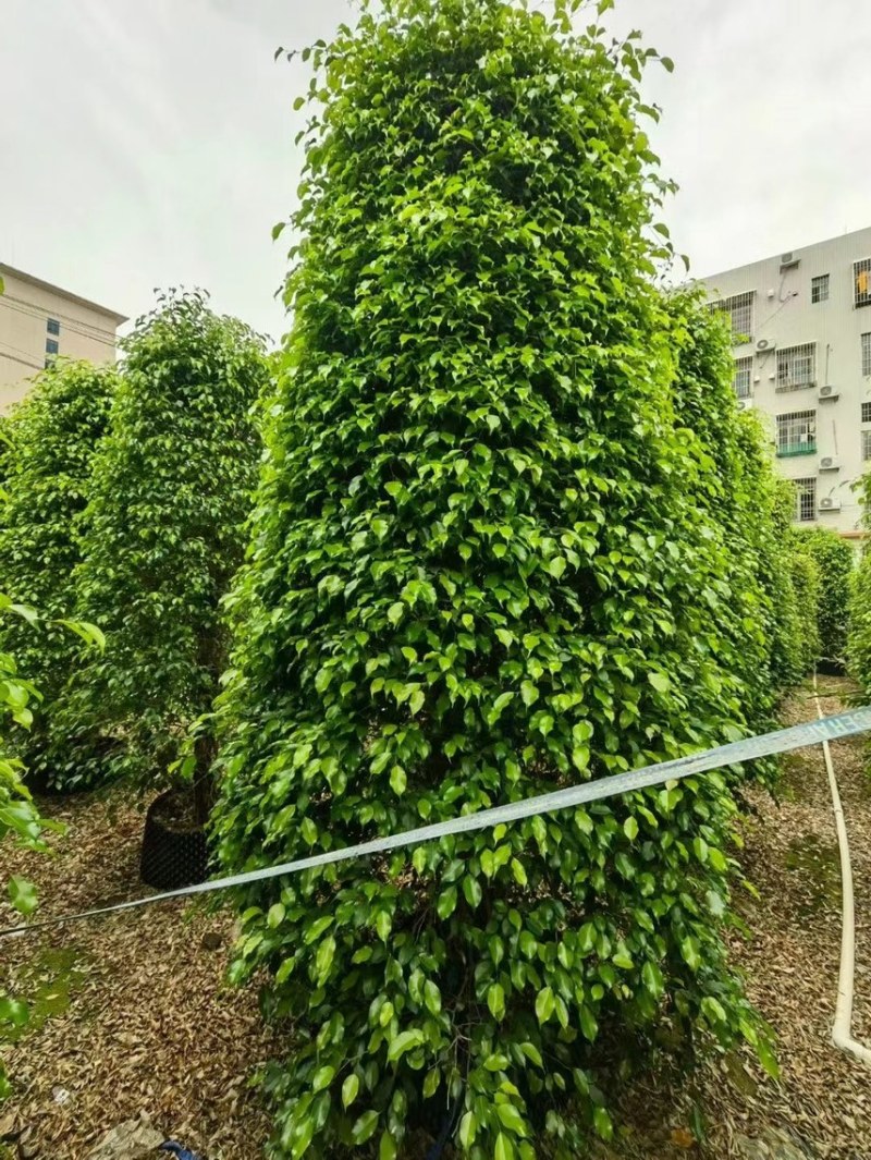 垂叶榕垂榕各种规格基地现货供应，欢迎各位客户咨询